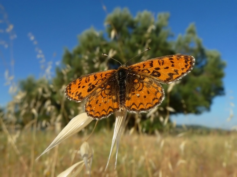 farfalle e uliveti